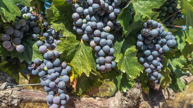 Merlot grapes